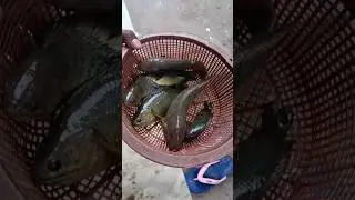 450 gm koi mach#muhammadﷺ #allah #bayan#koi#koimach  #koifish#islamicwaz #islamicvideo