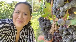 Schuyler County Wineries Upstate New York