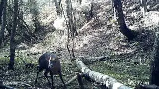 Muntjac buck sniffing about Bushnell Trophycam HD 119477 Pt.2