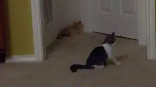 Crabwalk Cat Fight set to Grimm theme song