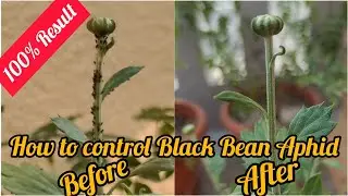 How to Control Black Bean Aphid in Samanthi/ Chrysanthemum Plant using Admire at Home/TerraceGarden
