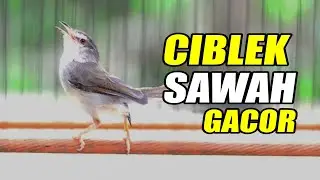 PANCINGAN CIWAH CIBLEK SAWAH GACOR