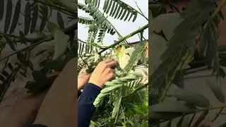 Sesbania grandiflora Pers flower #gardening #farming #vegetables