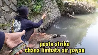 Mancing Channa Limbata air payau