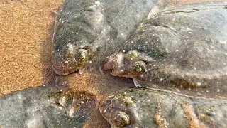 Колодки камбалы прячутся в песке, а лунные моллюски не могут быть затоплены