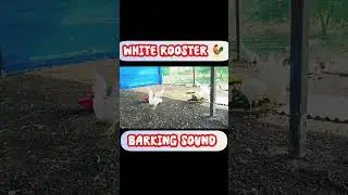 #white rooster barking sound#chicken  #roosterfarm#chicken #rooster