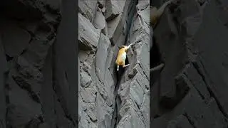 High Altitude Goat Journey #shortvideo #goat #mountains #animals #love