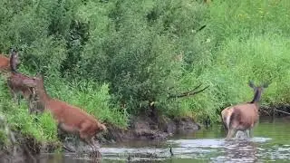 Edelherten in de Semois nabij Herbeumont.