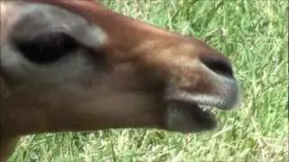 Animal chewing UP CLOSE and in SLOW-MO, 1080p HD