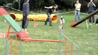 Succesful season 2010 - agility bloopers