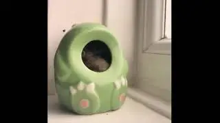 Funny cute animals vidoos of Dogs cats kittens and pet babies for playing in 2021