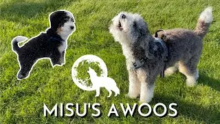 Mini Bernedoodle Imitates An Emergency Siren By Howling
