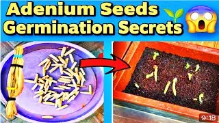 Adenium Seeds Germination Secrets 😲🌱 | Grow Desert Rose from Seed Step-by-Step 🌸