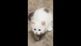 When Cats Want to Sleep With Owner - Cute and Funny Cat Videos 🐾