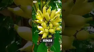 Banana oh banana
