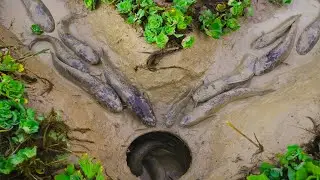 Strange fish trap made by handsome man - Build Hole trap use ancient clay pots with eggs- tyriq 1256