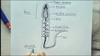 Sperm diagram | Class 10&ndash;12 Biology 