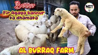 Fir Agaya Bannur Ka Dhamaka Offer At Al Burraq Goat Farm