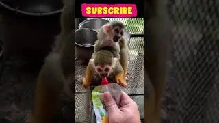 little monkey breastfeeding funny video #Shorts