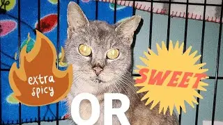 Feral to Friendly Cat 😺