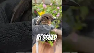 #rescued Life is Precious #littlebird #birds #savebirds #savenature #rescue #spread #love #life