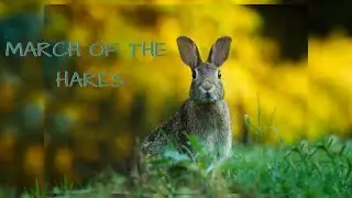 March Of The Hares ----NATHAN MOORE  |  March Hare Madness |  Theme Song | [copyright free]
