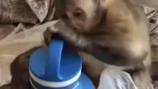 Curious George opening a water bottle #shorts