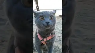 #Мисти #кошка #котенок  #рекомендации #cat #animal #trending
