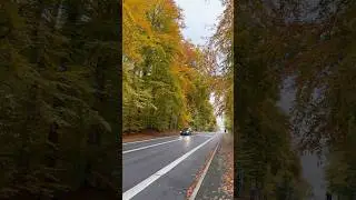 Fall colors 😍Copenhagen #nature #denmark