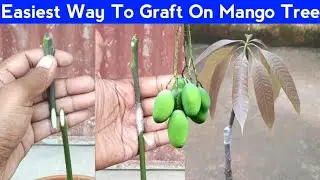 How To Graft A Mango Tree | Mango Grafting Technique 