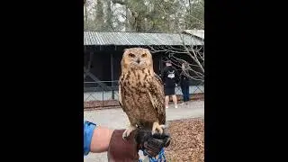 European Eagle Owl #birdwatching #birds #owl #eagleowl