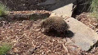 Tasmania - EC Natureworld - Echidna 針鼴