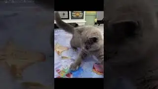 Sensory Water Play Mat for Cats #catbed #cat #fok #pet #cutecat #kitten