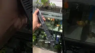 Do you really a heater for your Goldfish? #ranchu #fish #goldfish