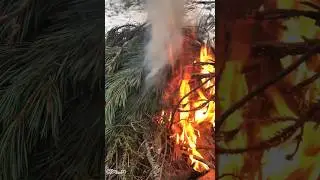 Костёр 🔥 #костёр #огонь #пламя #природа #дача #дрова  #весна #fire #firevideo #deremult