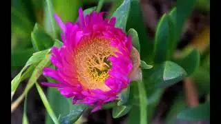 Southern California SuperBloom 2019