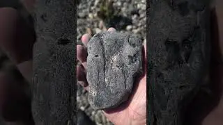 I found a couple pieces of agatized petrified wood #geology #rockhounding #fossil