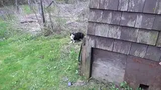 The Great Escape of Connor Cat