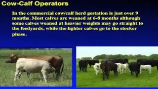 Lecture 2 pt 3: The Beef Production System- Breed Types in Cattle Production