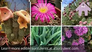 16 Edible Succulents And Their Health Benefits