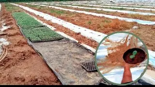 Usia berapa benih semangka yang baik di pindah tanam ke lahan