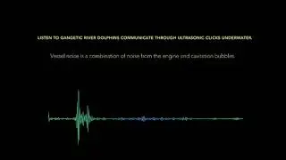 Gangetic River Dolphin communication through ultrasound clicks