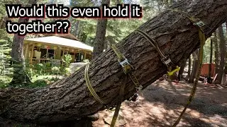 Ratchet Strapped this Tree to Hold it Together! #treecutting #dangerous #treeclimbing
