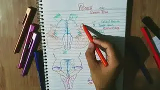 Pons | External Features | [RE-UPLOADED]
