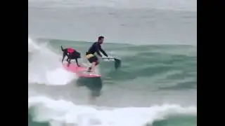 Learning to surf with a dog