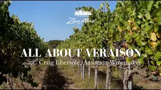 All About Veraison with Craig Ebersole, Assistant Winemaker at Zaca Mesa Winery