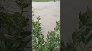 flood in punjab and sindh #shorts #youtubeshorts #floodinpakistan2022