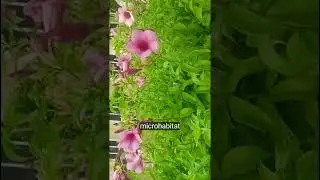Beautiful home garden 🌲🌴