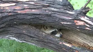 Discovery Center Habitat Restoration (Newsbreak)