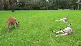 অস্ট্রেলিয়া ক্যাঙ্গারু সাথে একদিন। Cleland Wildlife Park Adelaide :)